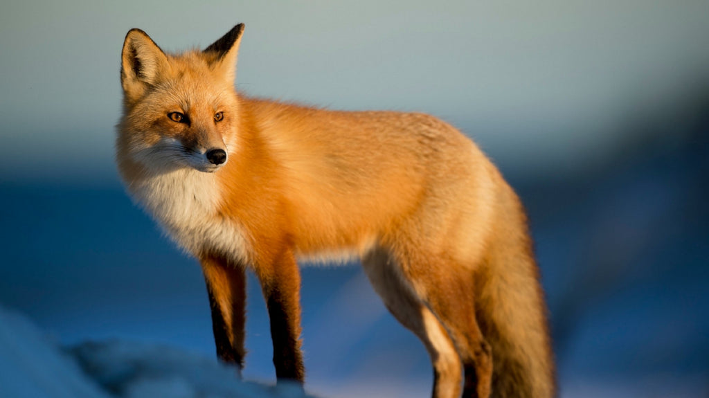 Interpreting The Spiritual Meaning Of Seeing A Fox