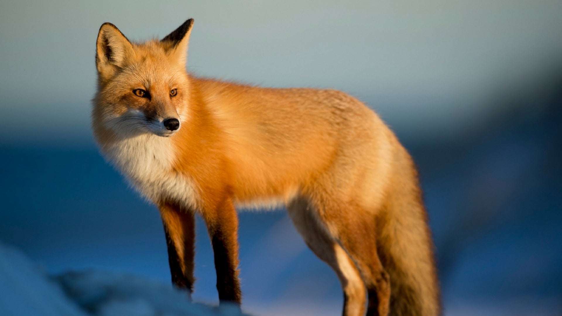 Interpreting The Spiritual Meaning Of Seeing A Fox | Stephanie Rose |  Violet Lotus Shop