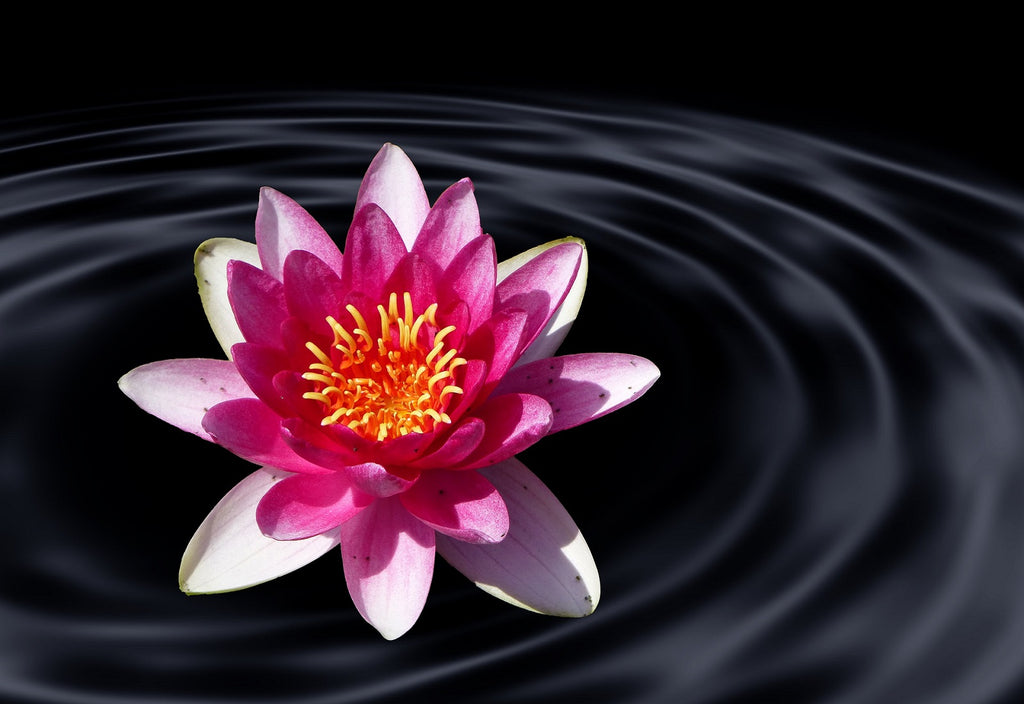 The Lotus Flower's Spiritual Meaning & Symbolism In Yoga